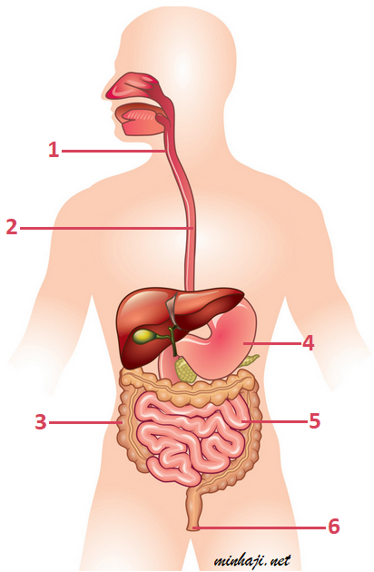 الجهاز الهضمي في الإنسان الجهاز الهضمي في الإنسان